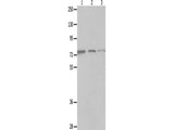 MAGED1 Polyclonal Antibody Store at -20°C