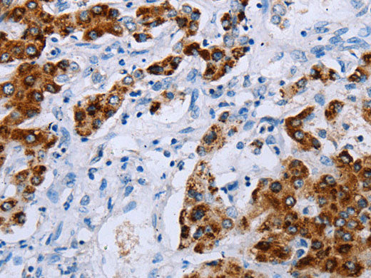 NDUFA12 Polyclonal Antibody Store at -20°C
