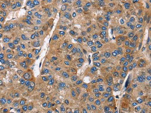 BGN Polyclonal Antibody Store at -20°C