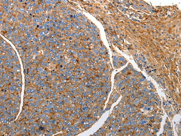 CD151 Polyclonal Antibody Store at -20°C