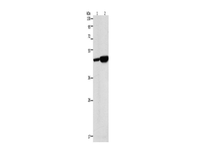 ENO2 Polyclonal Antibody Store at -20°C