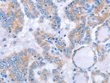 FGF4 Polyclonal Antibody