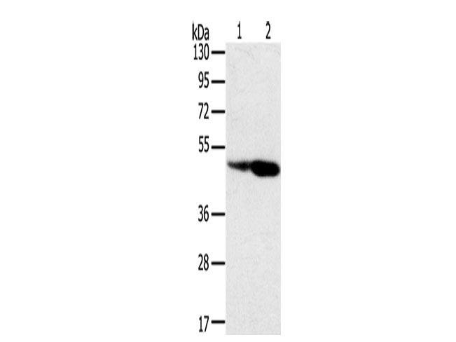 SNX8 Polyclonal Antibody Store at -20°C