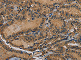 HSP40-4 Polyclonal Antibody Store at -20°C