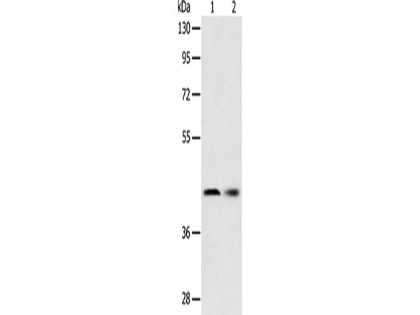 SERPINA5 Polyclonal Antibody Store at -20°C
