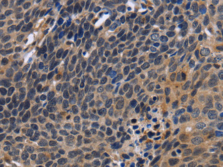 FSTL1 Polyclonal Antibody Store at -20°C