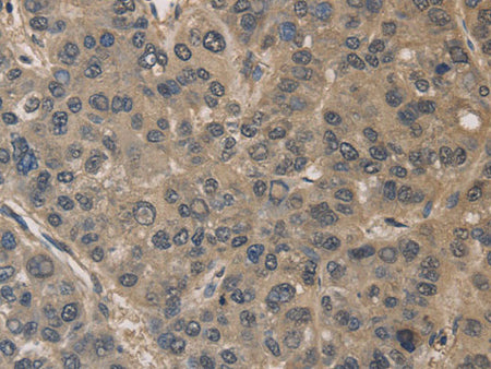 DRG1 Polyclonal Antibody Store at -20°C