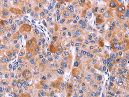 GCG Polyclonal Antibody Store at -20°C