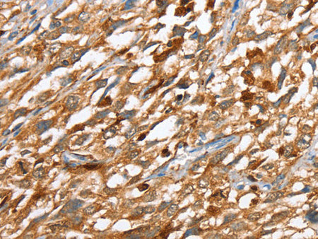 CAPG Polyclonal Antibody Store at -20°C