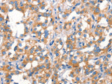 Cytochrome b Polyclonal Antibody Store at -20°C