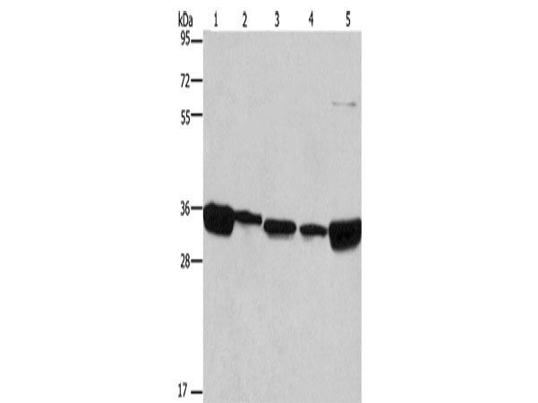 ELAVL1 Polyclonal Antibody Store at -20°C