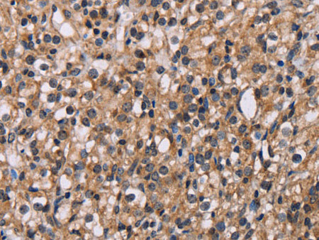 GNL3 Polyclonal Antibody Store at -20°C