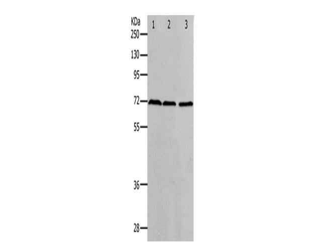 PRMT5 Polyclonal Antibody Store at -20°C