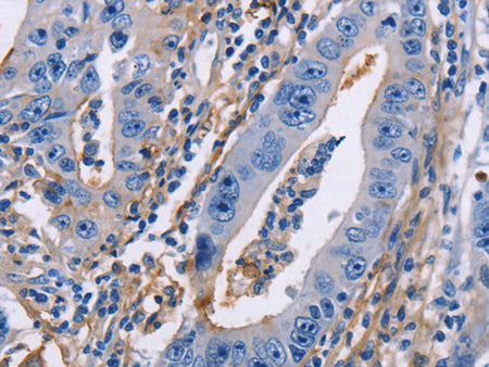 CD54 Polyclonal Antibody Store at -20°C