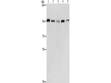 CDC46 Polyclonal Antibody Store at -20°C