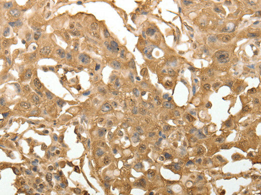 TXN Polyclonal Antibody Store at -20°C