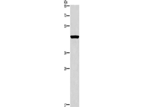 CPA2 Polyclonal Antibody Store at -20°C
