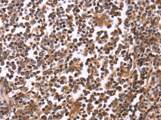 CRK Polyclonal Antibody Store at -20°C