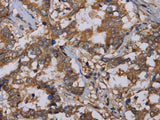 REG3G Polyclonal Antibody Store at -20°C