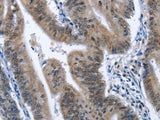 CADM3 Polyclonal Antibody Store at -20°C
