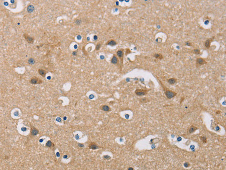 FXYD1 Polyclonal Antibody Store at -20°C