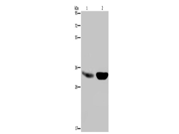 MAPRE3 Polyclonal Antibody Store at -20°C