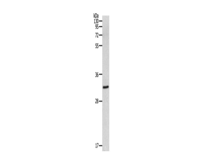 MMP26 Polyclonal Antibody Store at -20°C