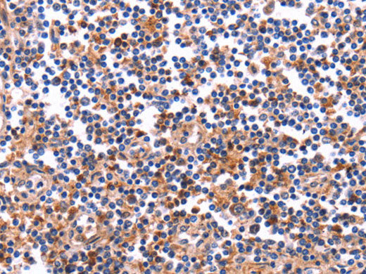 COL20A1 Polyclonal Antibody