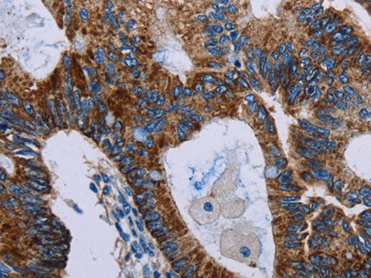 JAM-A Polyclonal Antibody Store at -20°C