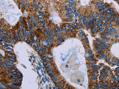 JAM-A Polyclonal Antibody Store at -20°C