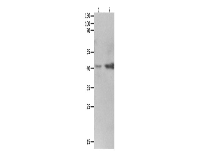 LRPAP1 Polyclonal Antibody Store at -20°C