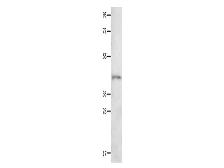 NTSR1 Polyclonal Antibody Store at -20°C