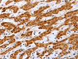 Claudin 10 Polyclonal Antibody Store at -20°C