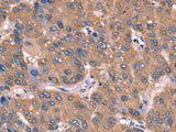 GCSAM Polyclonal Antibody