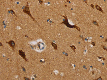 MRPL39 Polyclonal Antibody Store at -20°C