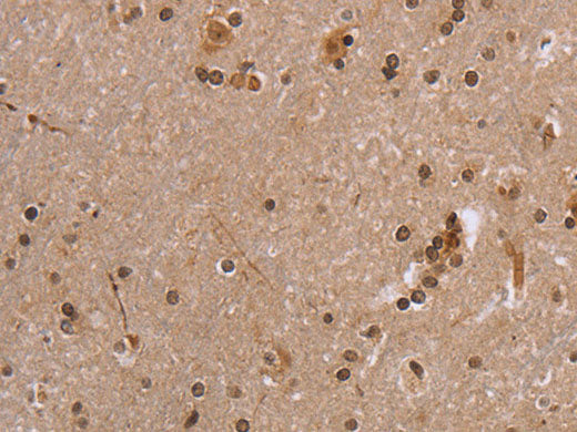 EIF3H Polyclonal Antibody Store at -20°C