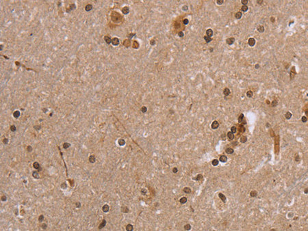 EIF3H Polyclonal Antibody Store at -20°C