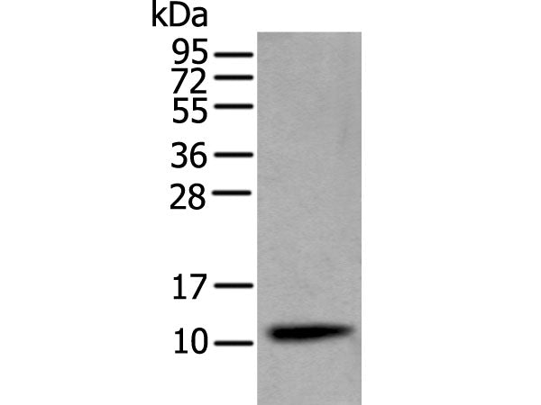 CST4 Polyclonal Antibody Store at -20°C