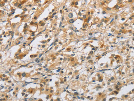NAPSA Polyclonal Antibody Store at -20°C