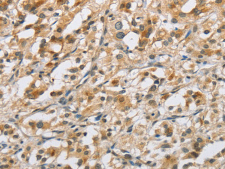 NAPSA Polyclonal Antibody Store at -20°C