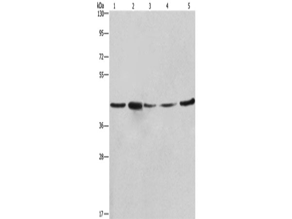 RPSA Polyclonal Antibody Store at -20°C