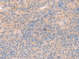 CD109 Polyclonal Antibody