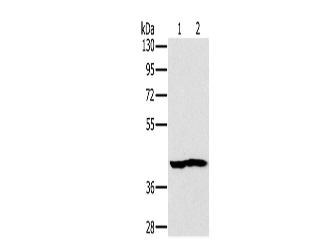 NDUFA10 Polyclonal Antibody Store at -20°C