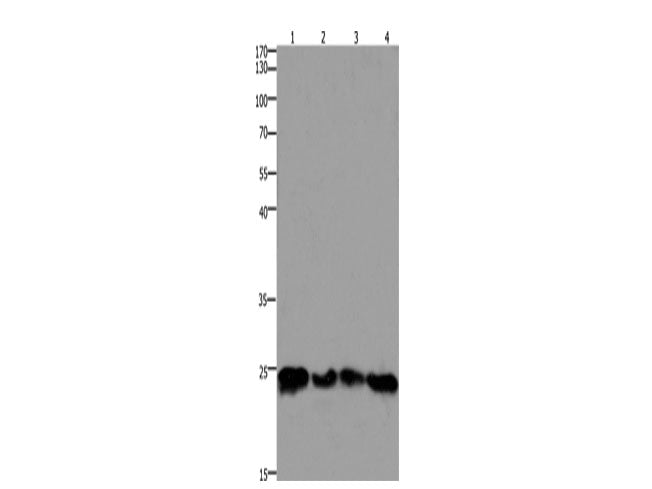 HMGB3 Polyclonal Antibody Store at -20°C