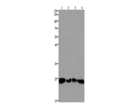 HMGB3 Polyclonal Antibody Store at -20°C