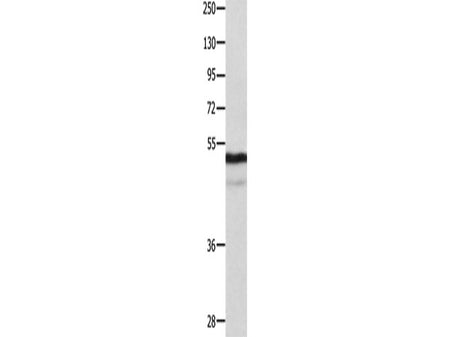 NAP1L1 Polyclonal Antibody Store at -20°C