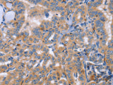 CD328 Polyclonal Antibody Store at -20°C