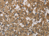 Cytochrome b5 Polyclonal Antibody Store at -20°C