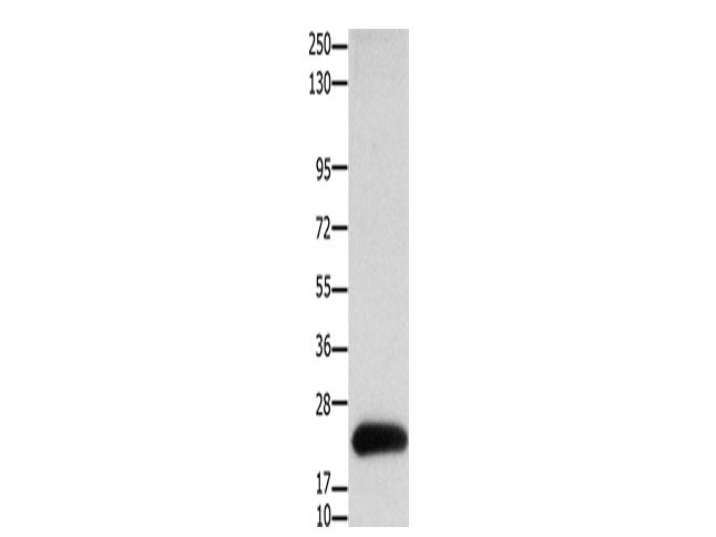 Claudin 4 Polyclonal Antibody Store at -20°C