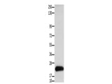 Claudin 4 Polyclonal Antibody Store at -20°C